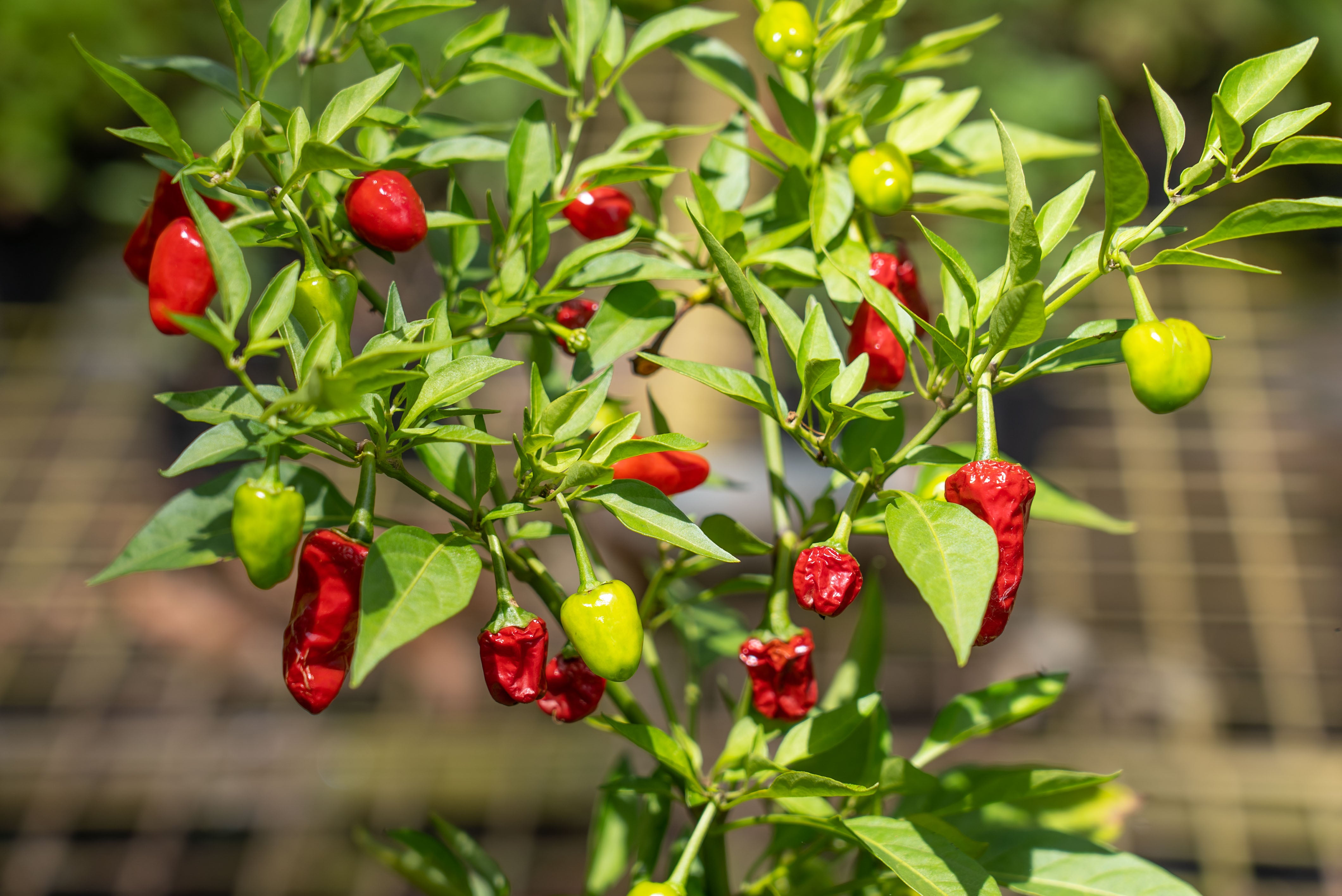 From Mild to Wild: A Guide to our Top Chilli Varieties – Mudbrick
