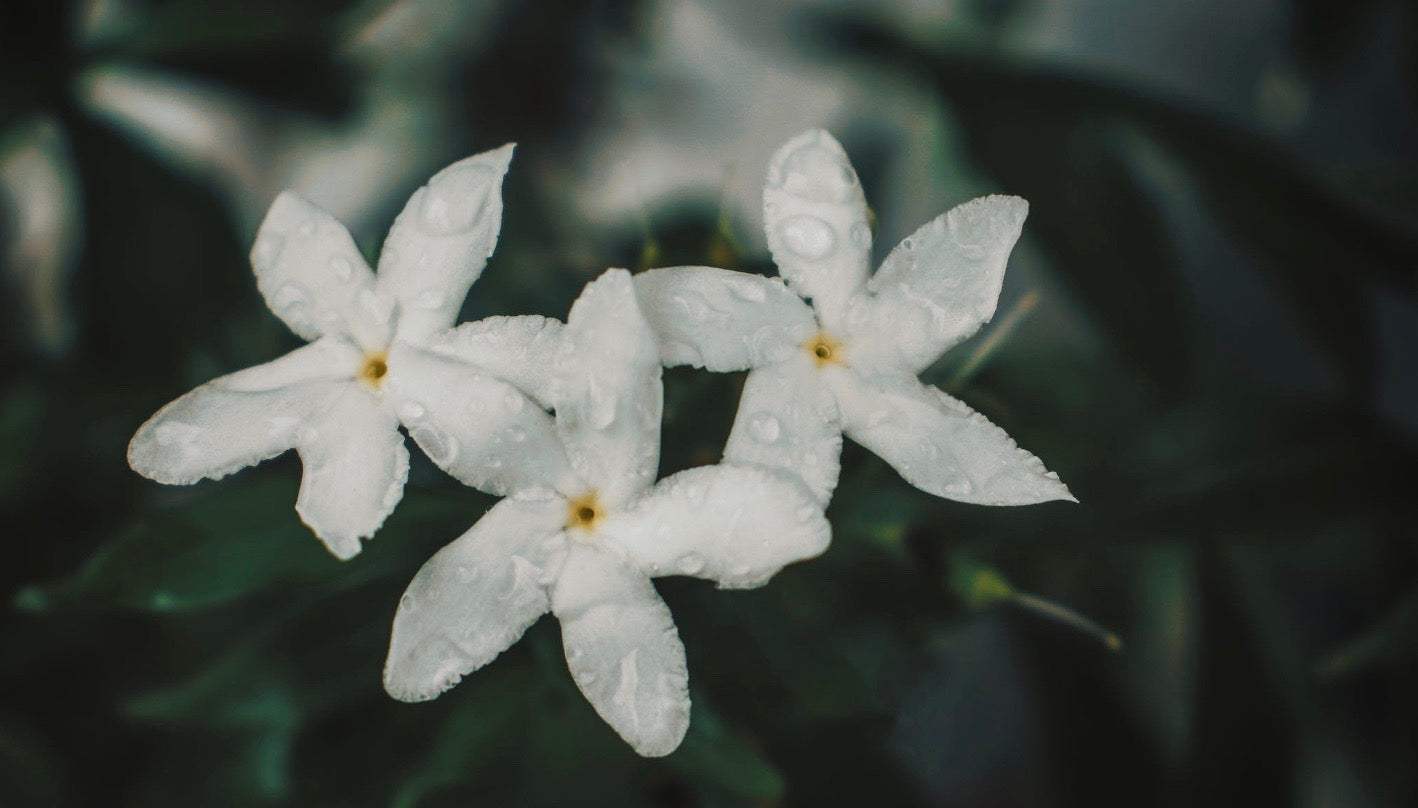 Herbs, Health and Happiness - Uses And Benefits Of Jasmine Essential Oil:  ==>