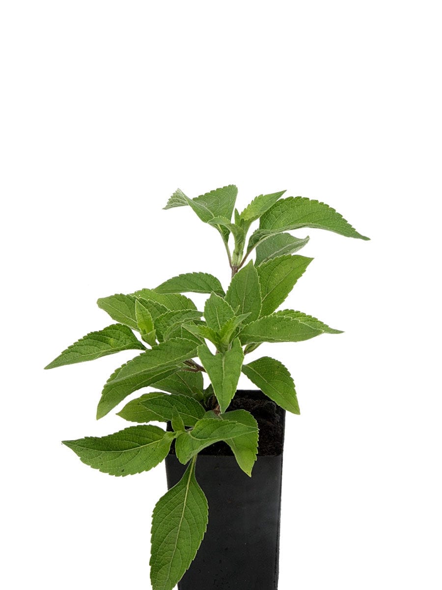 Organic Tulsi Vana Basil Ocimum gratissimum Plant Mudbrick