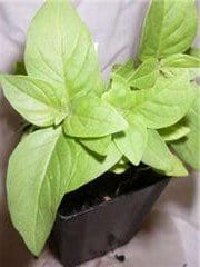 Organic Lime Basil Ocimum americanum Plant Mudbrick Herb Cottage