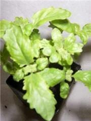 Organic Green Ruffles Basil Plant Mudbrick Herb Cottage