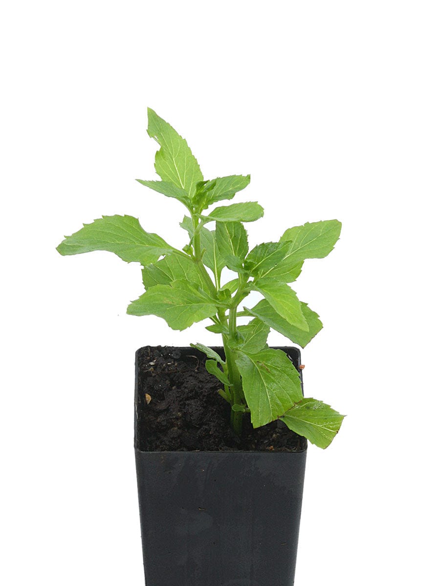 Organic Basil Mint Mentha X Piperita Citrata Plant Buy Online