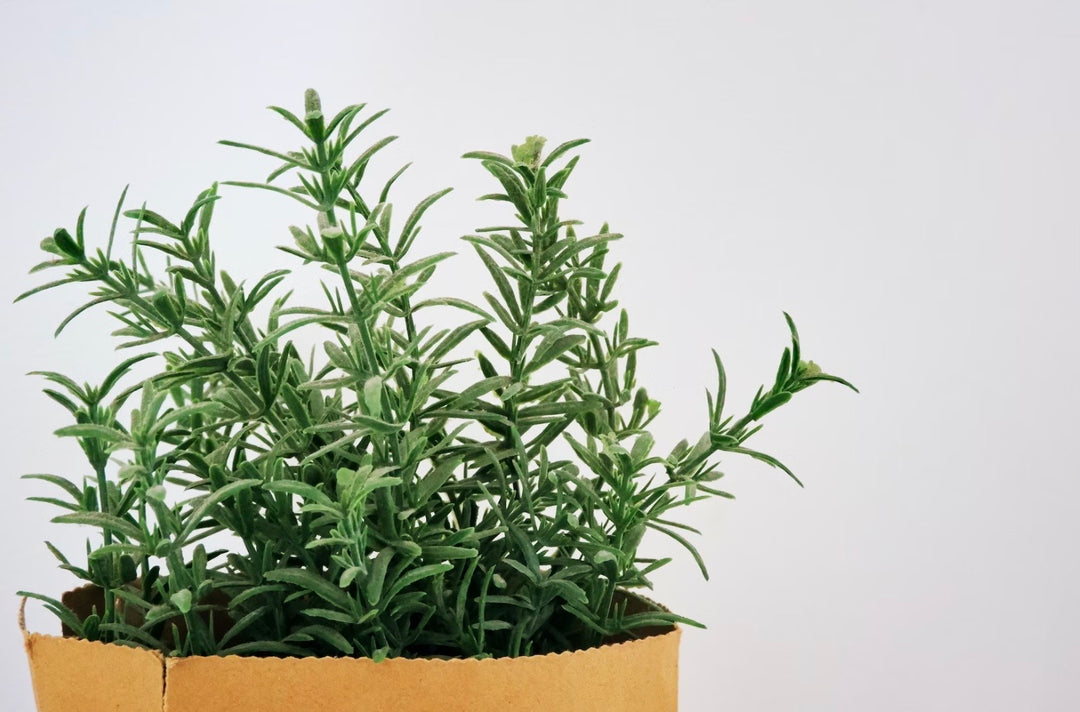 Buy Organic Rosemary Essential Oil - Mudbrick Herb Cottage