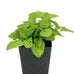 Lemon Balm