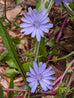 Chicory Red Dandelion