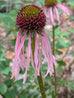 Echinacea Pallida