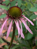 Echinacea Pallida