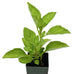 Basil - Perennial Basil