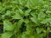 Mint - Moroccan Mint