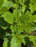 Mint - Moroccan Mint