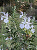 Rosemary - White Flowering Rosemary