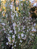 Rosemary - White Flowering Rosemary