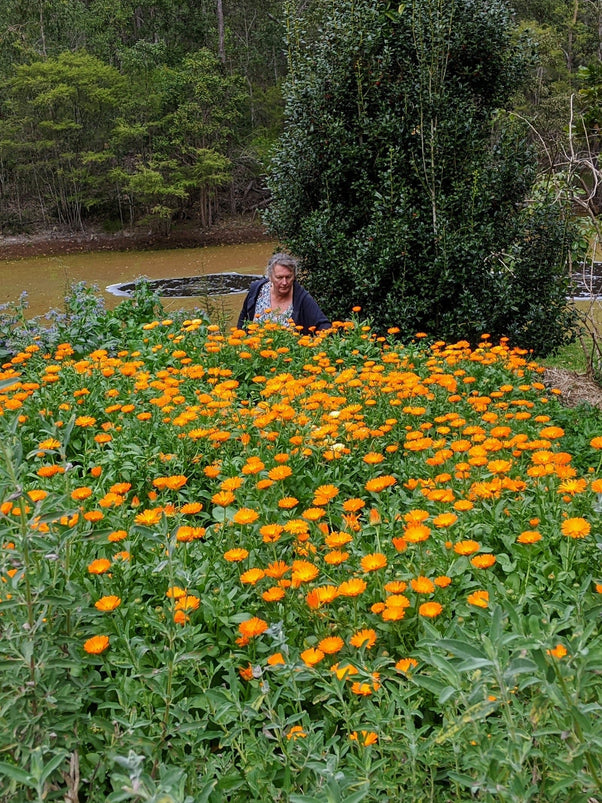 How to Grow Your Own Organic Calendula Flowers • Gardenary