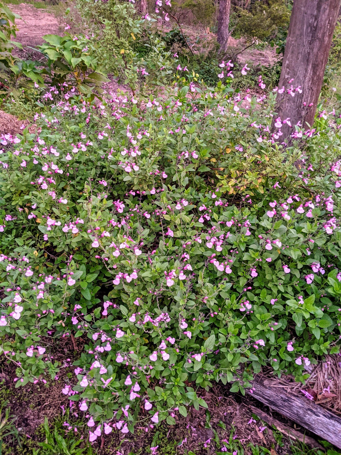 Organic Salvia microphylla 'Angel Wings' Plant - Mudbrick Herb Cottage