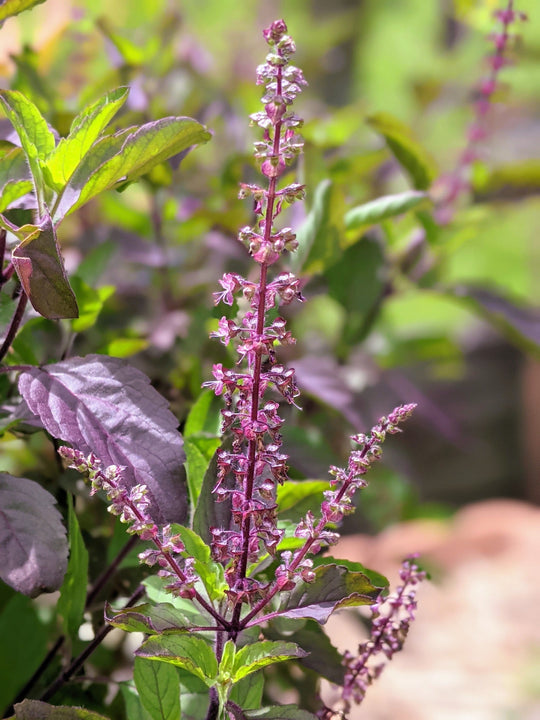 Organic Thai Holy Basil Plants Ocimum tenuiflorum Krapao