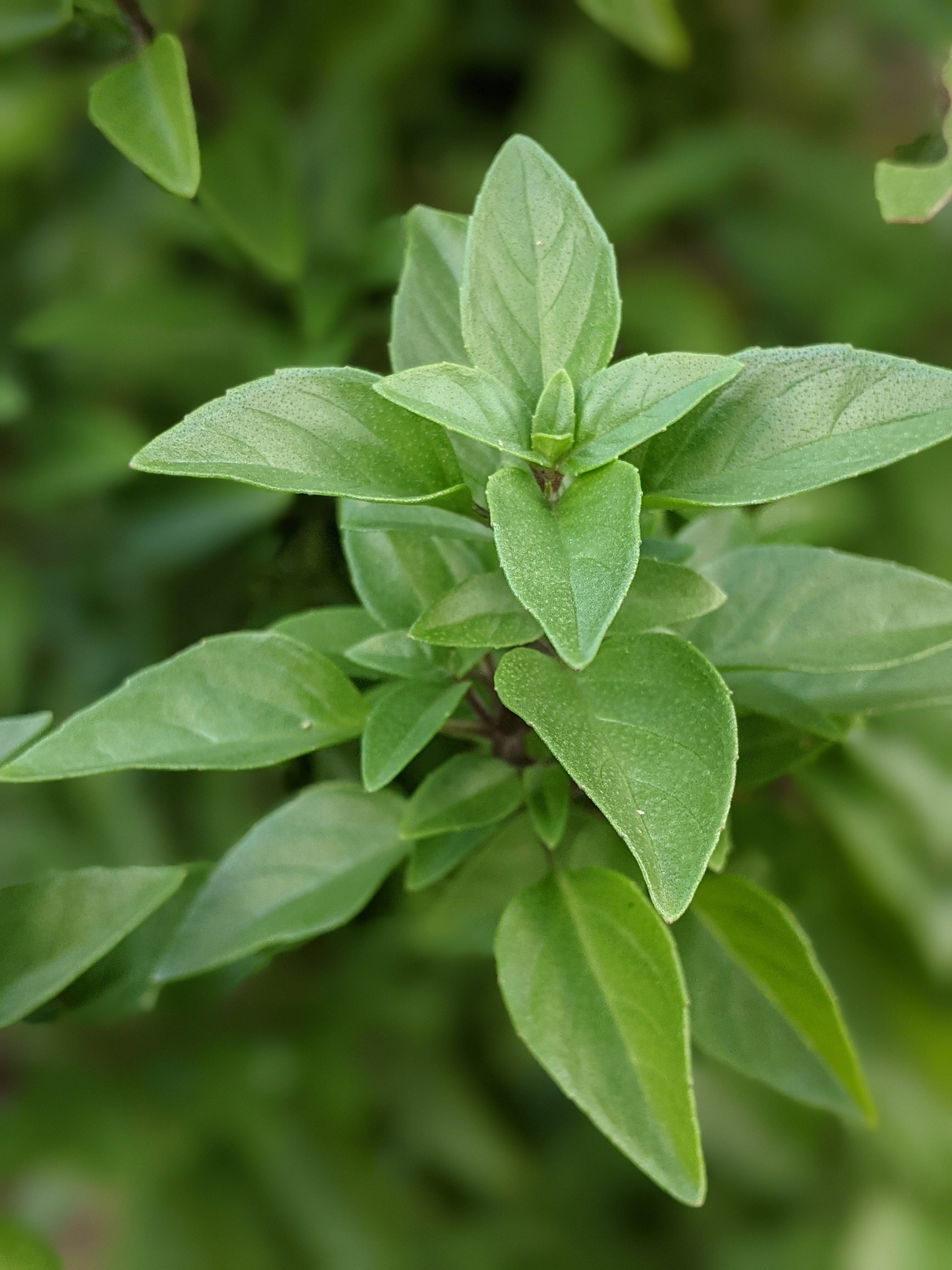 Organic Greek Basil Buy Ocimum sp. Plant Mudbrick Herb Cottage