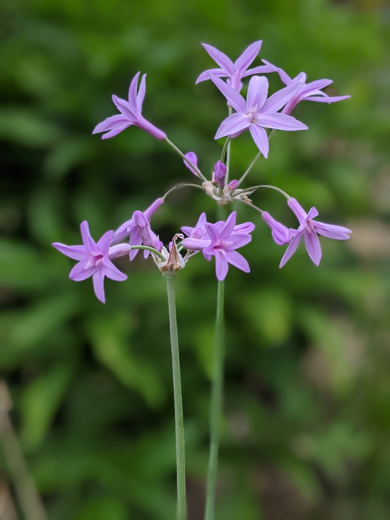 Organic Society Garlic Plant - Mudbrick Herb Cottage