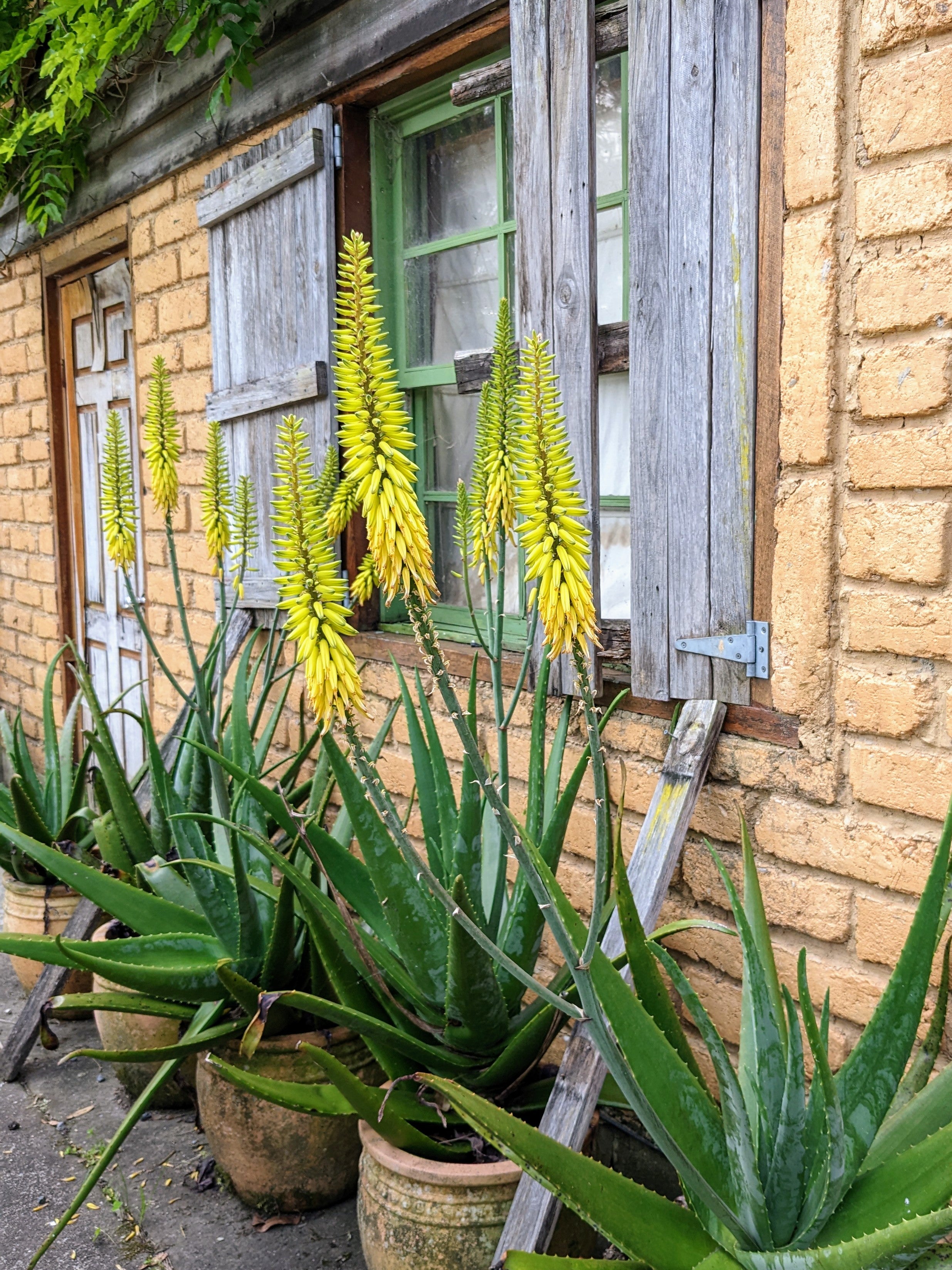 Moltiplicare le piante di Aloe vera - Stocker Garden