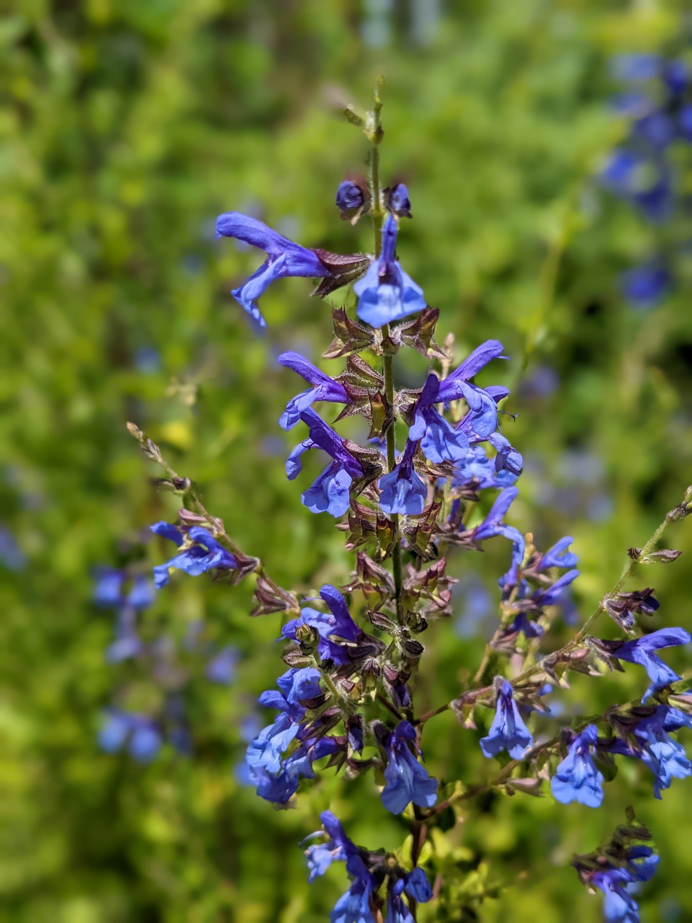 Organic Salvia African Sky Plant - Mudbrick Herb Cottage