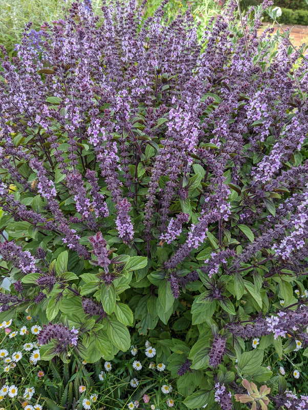 Organic African Blue Basil Plant Mudbrick Herb Cottage