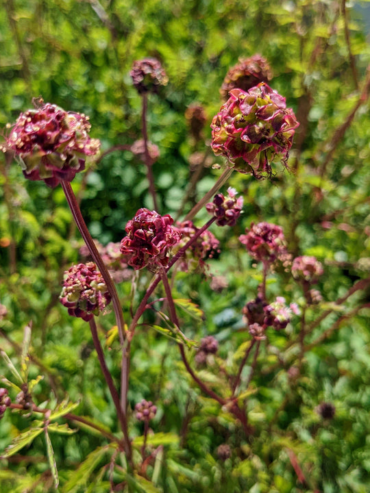 Salad Burnet Plants For Sale, Songuisorba Minor