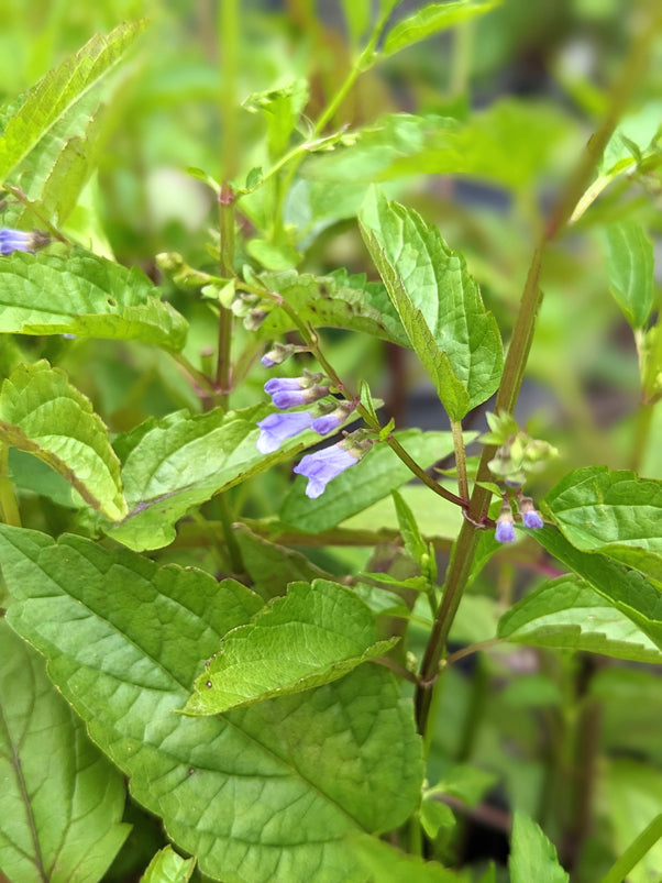 Organic Skullcap | Scutellaria lateriflora Plant - Mudbrick Herb Cottage