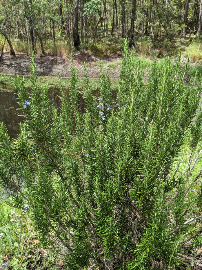 Organic Herb Cottage Rosemary Rosmarinus officinalis Plant Mudbrick Herb Cottage