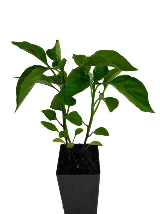 Organic Peruvian Aji Amarillo Plant - Mudbrick Herb Cottage