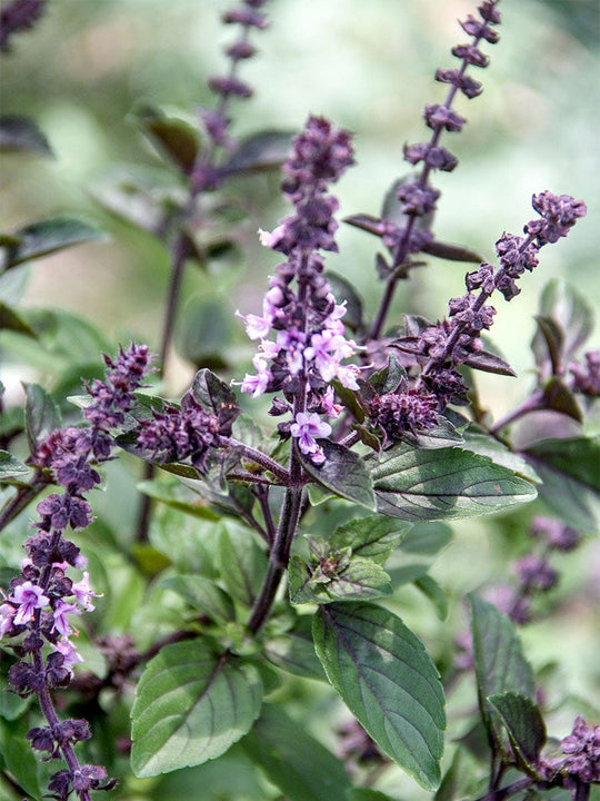 Organic African Blue Basil Plant Mudbrick Herb Cottage