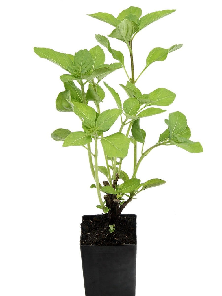 Organic Camphor Basil Ocimum kilimanscharicum Plant Mudbrick