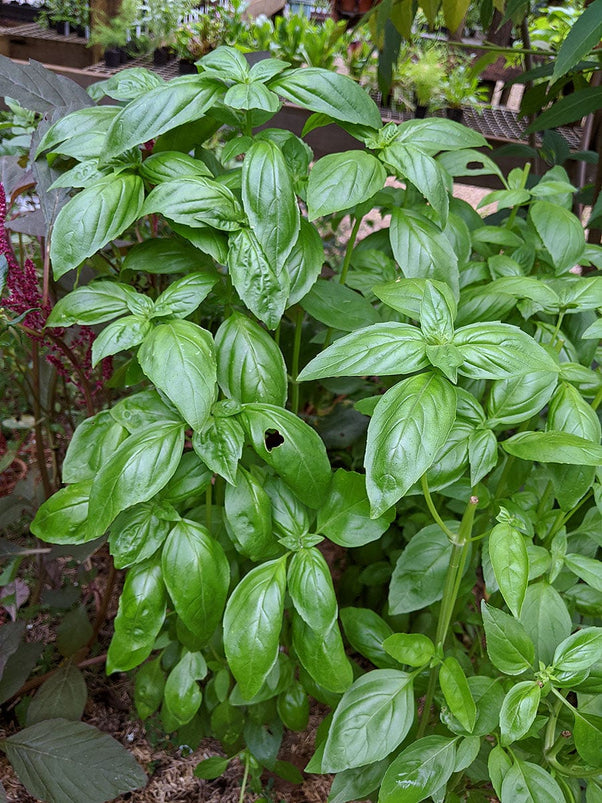 Organic Sweet Basil Ocimum basilicum Plant Mudbrick Herb Cottage