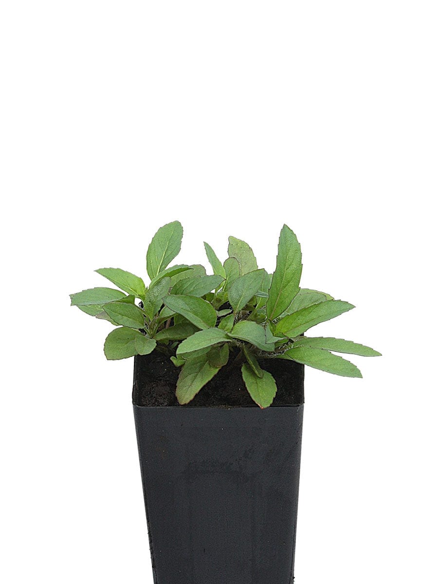 Organic Lemon Bergamot | Monarda citriodora Plant - Buy Online ...