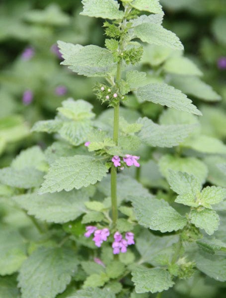 Organic Black Horehound | Ballota nigra Plant - Mudbrick Herb Cottage