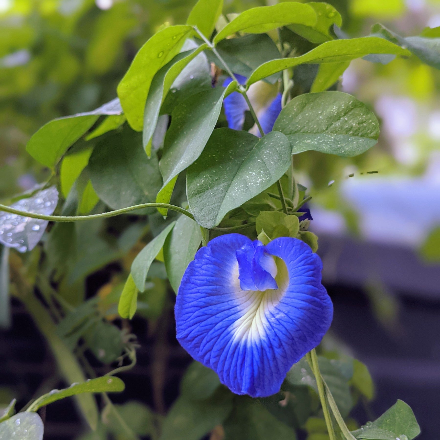 Blue Butterfly Pea Plant - Clitoria ternatea Plant – Mudbrick Herb Cottage