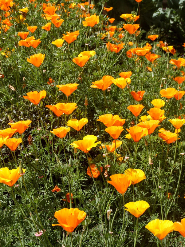 California Poppy Plants