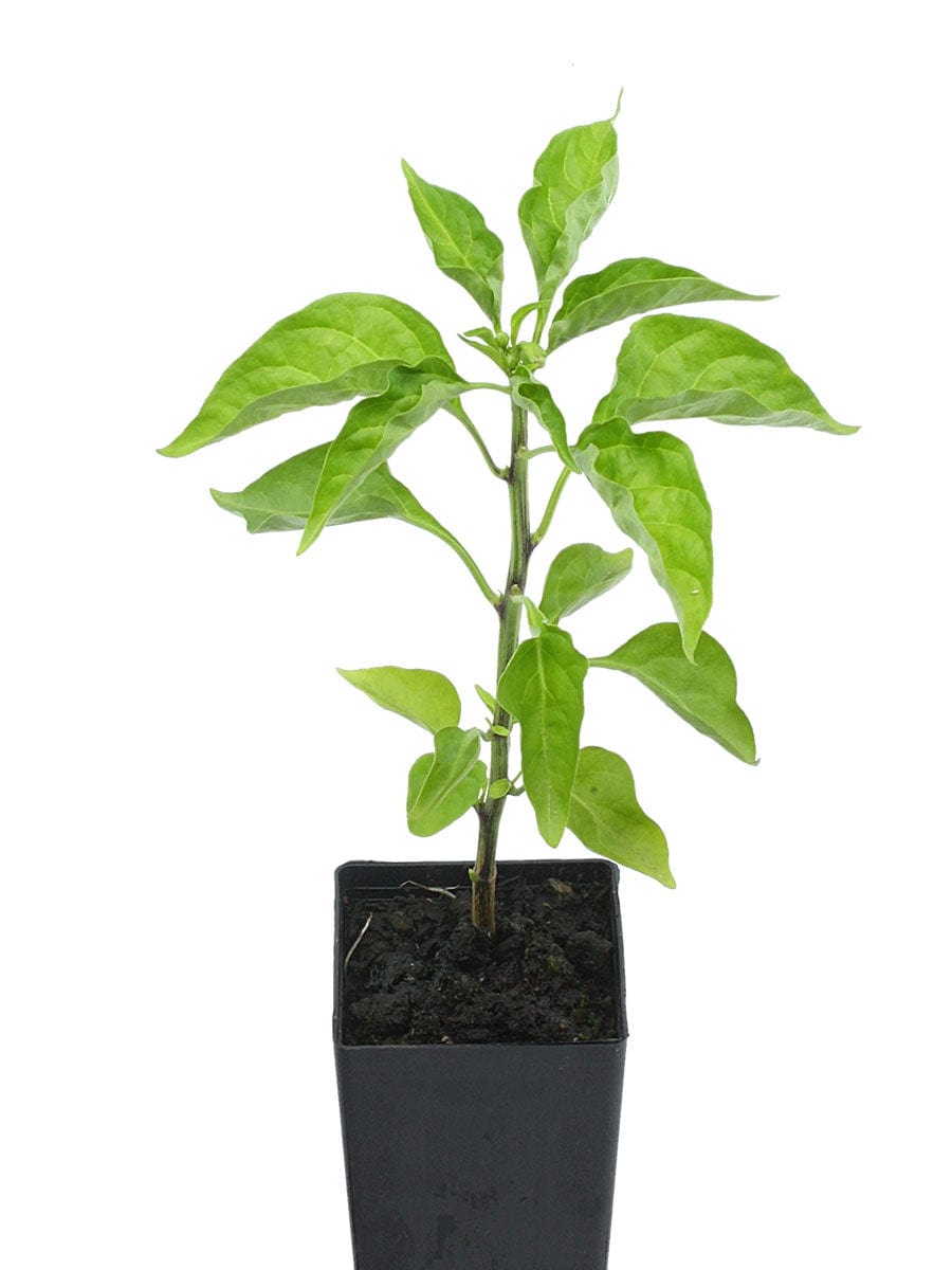 Organic Chilli Cayenne Plant - Mudbrick Herb Cottage