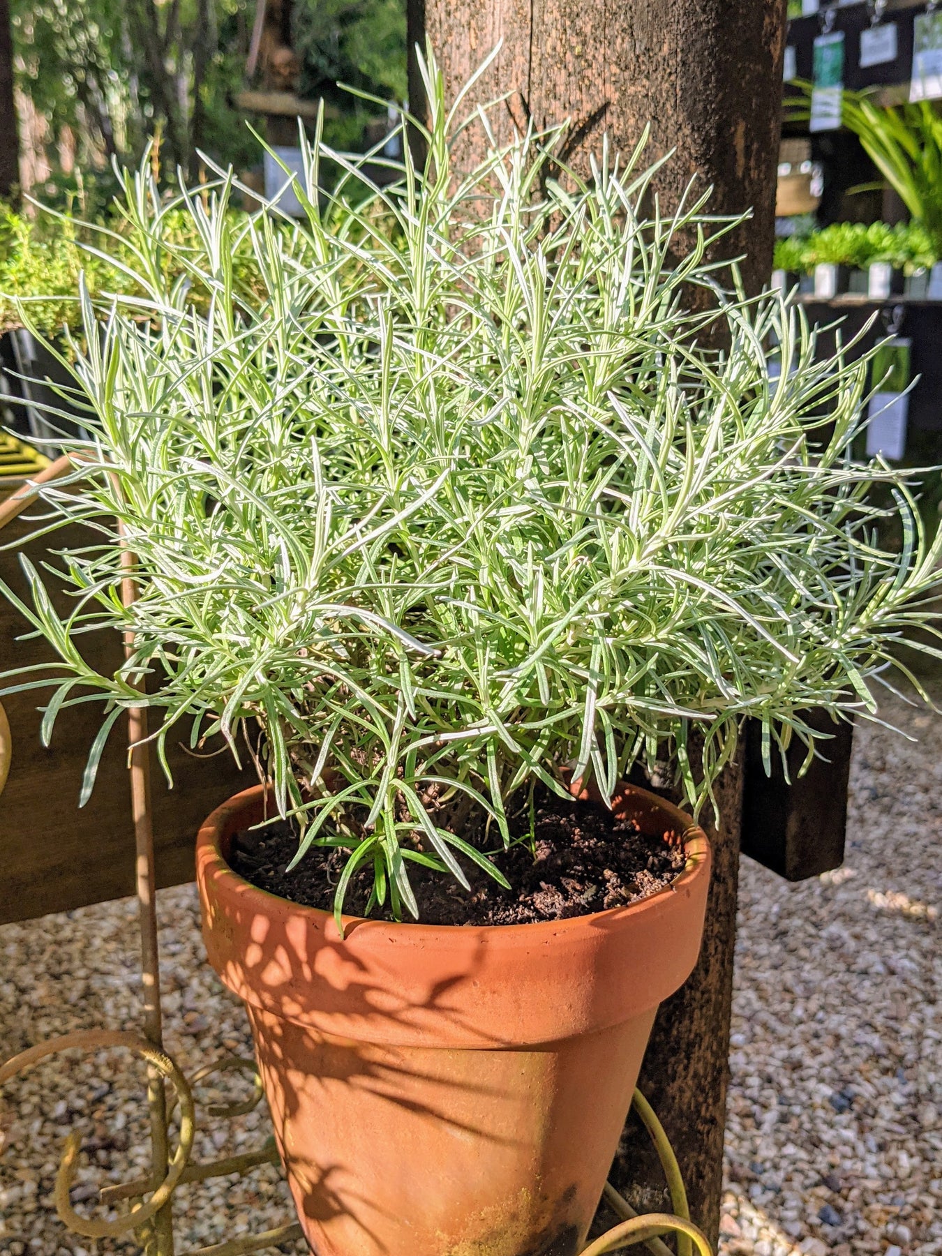 Organic Curry Plant | Helichrysum italicum Plant - Mudbrick Herb Cottage