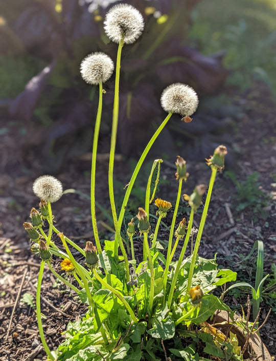 Organic Dandelion | Taraxacum officinale Plant - Mudbrick Herb Cottage