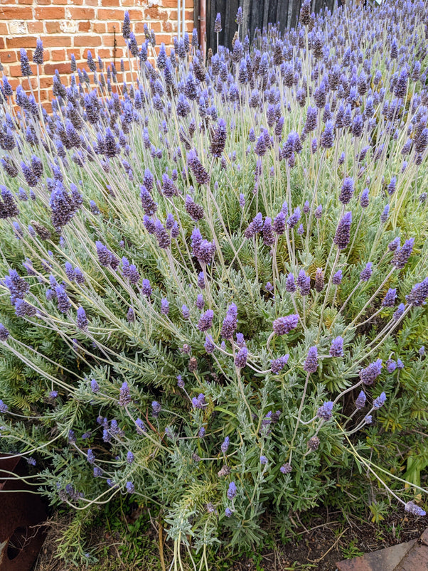 French Lavender