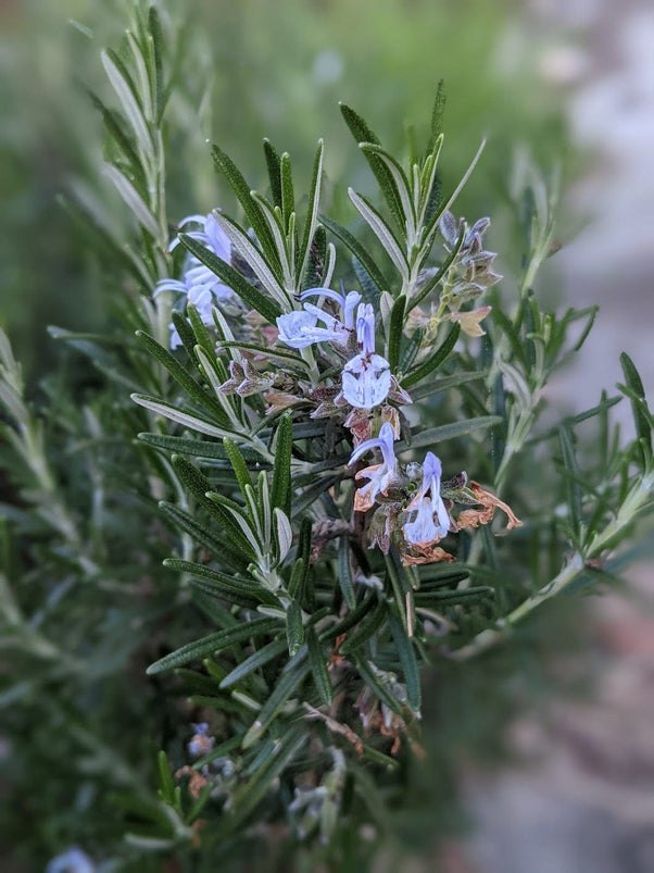 Buy Organic Rosemary Essential Oil - Mudbrick Herb Cottage