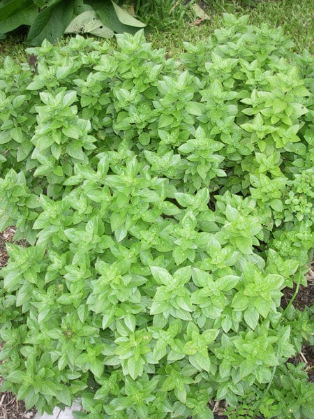 Organic Greek Basil Buy Ocimum sp. Plant Mudbrick Herb Cottage