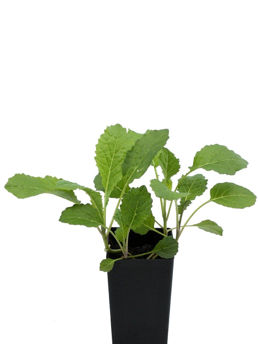 Organic Black Tuscan Kale | Brassica oleracea acephala Plant - Mudbrick ...