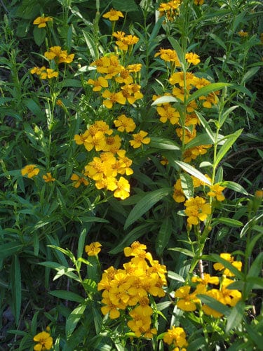 Organic Mexican Tarragon | Tagetes lucida Plant - Mudbrick Herb Cottage