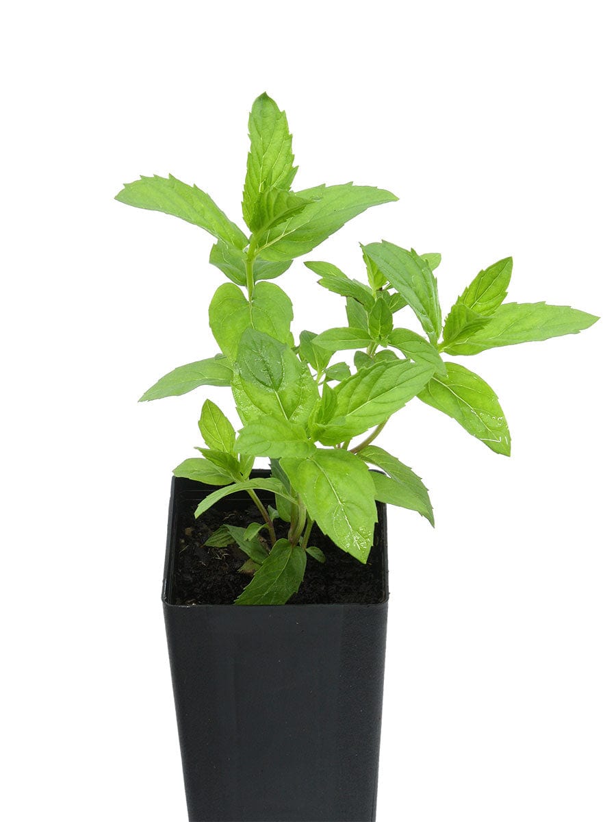 Organic Spearmint | Mentha spicata Plant - Shop Herb Cottage – Mudbrick ...