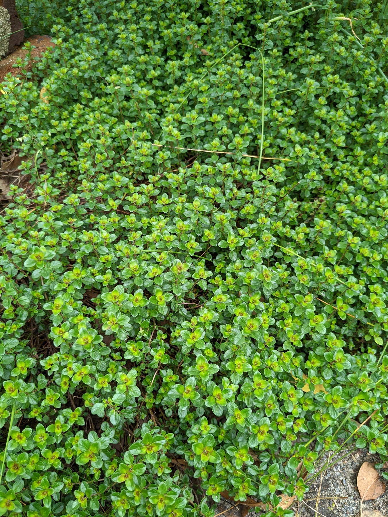 Organic Pizza Thyme Plant - Mudbrick Herb Cottage