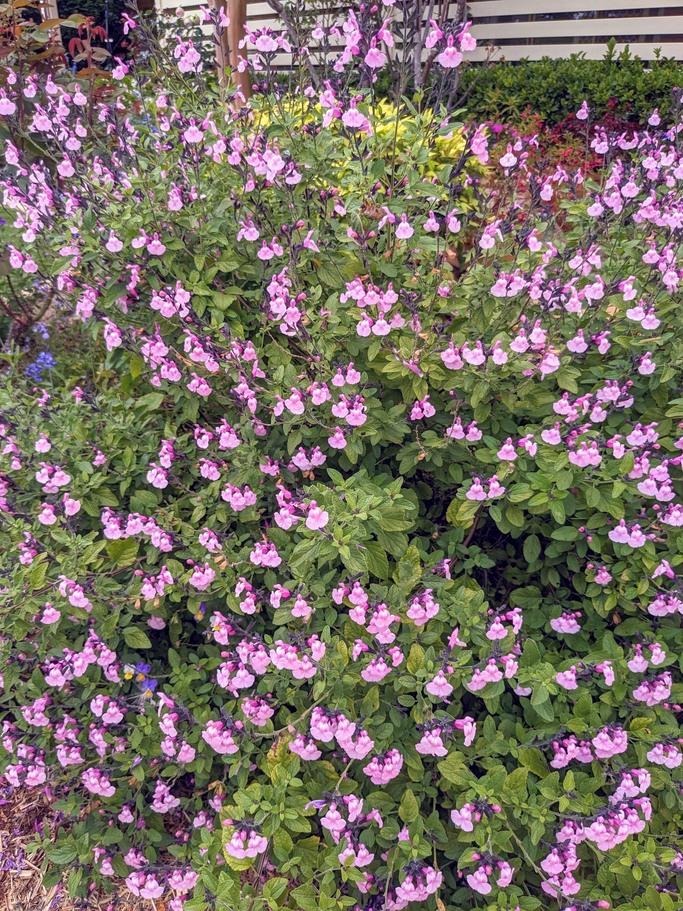 Organic Salvia Microphylla 'angel Wings' Plant - Mudbrick Herb Cottage