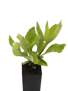 Sambung Nyawa | Gynura procumbens (Longevity Spinach) Plant – Mudbrick ...