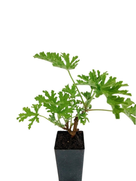 Citronella plants for sale online