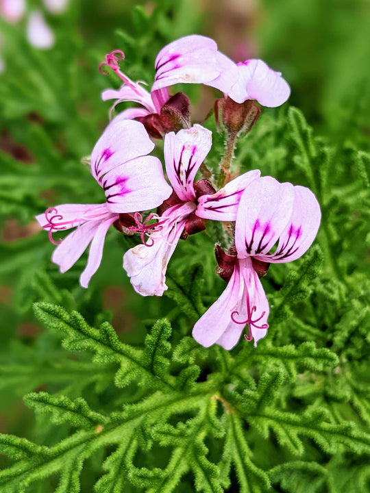 Scented geranium deals