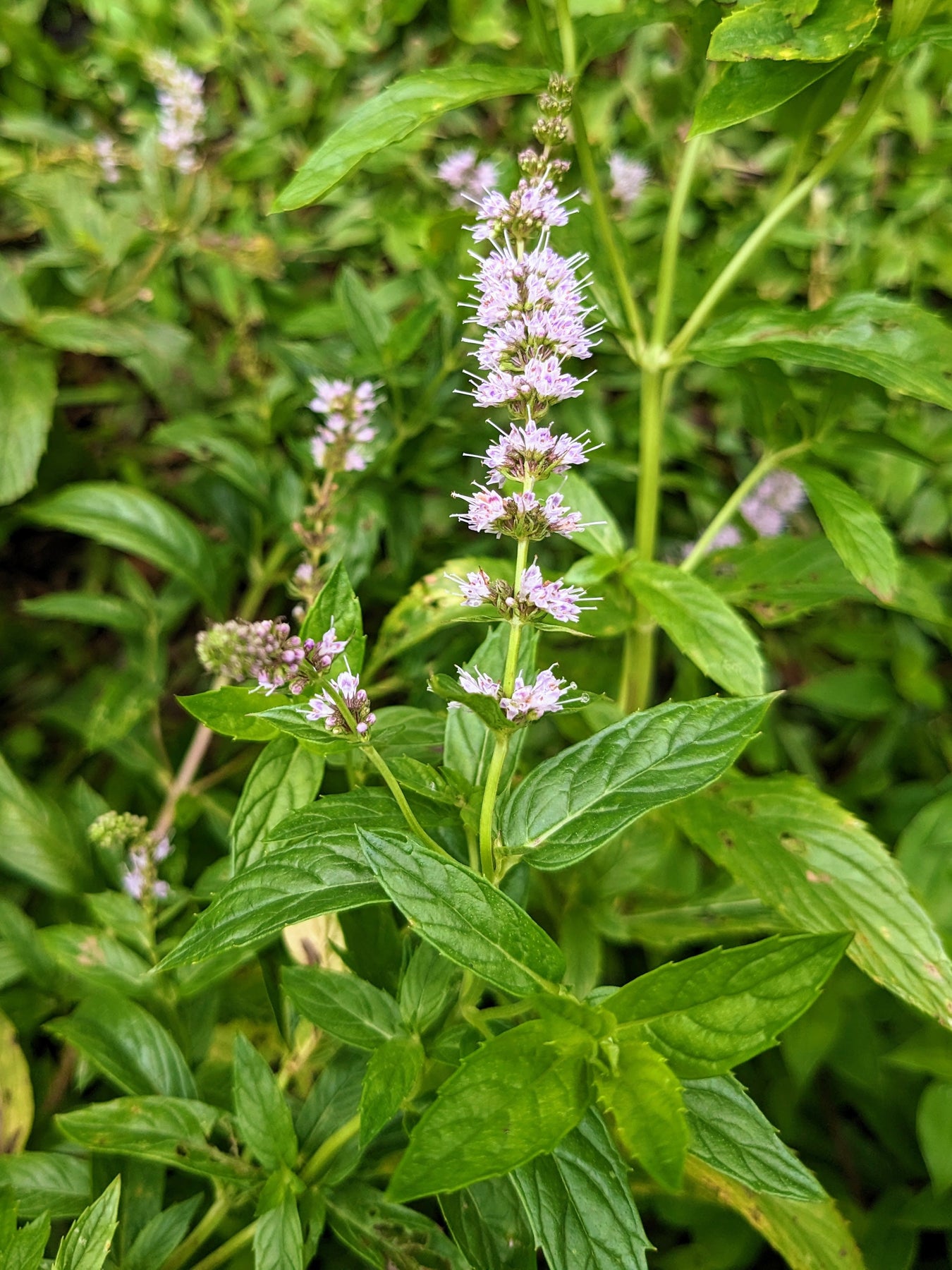 Organic Spearmint | Mentha spicata Plant - Shop Herb Cottage – Mudbrick ...